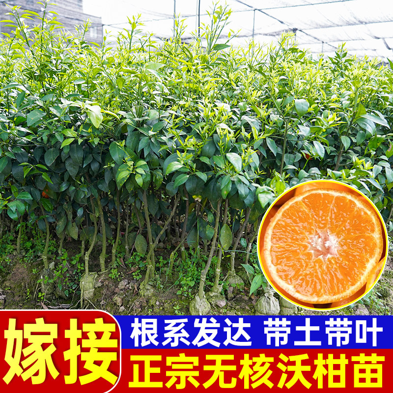 沃柑树苗当年结果广西正宗无籽沃柑橘子沙糖桔皇帝柑盆栽果树果苗