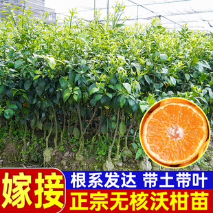 沃柑树苗当年结果广西正宗091无籽嫁接橘子沙糖桔皇帝柑盆栽带果