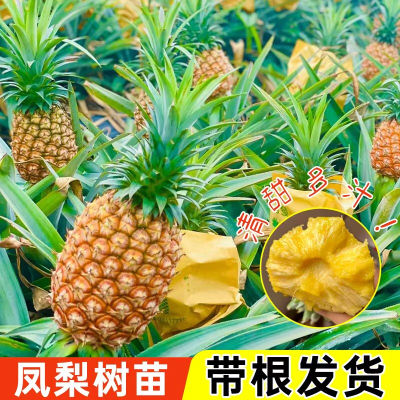 精品金钻凤梨苗西瓜凤梨阳台庭院盆栽地栽芒果菠萝果树苗带根带叶