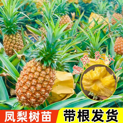 金钻凤梨苗带根带叶盆栽地栽