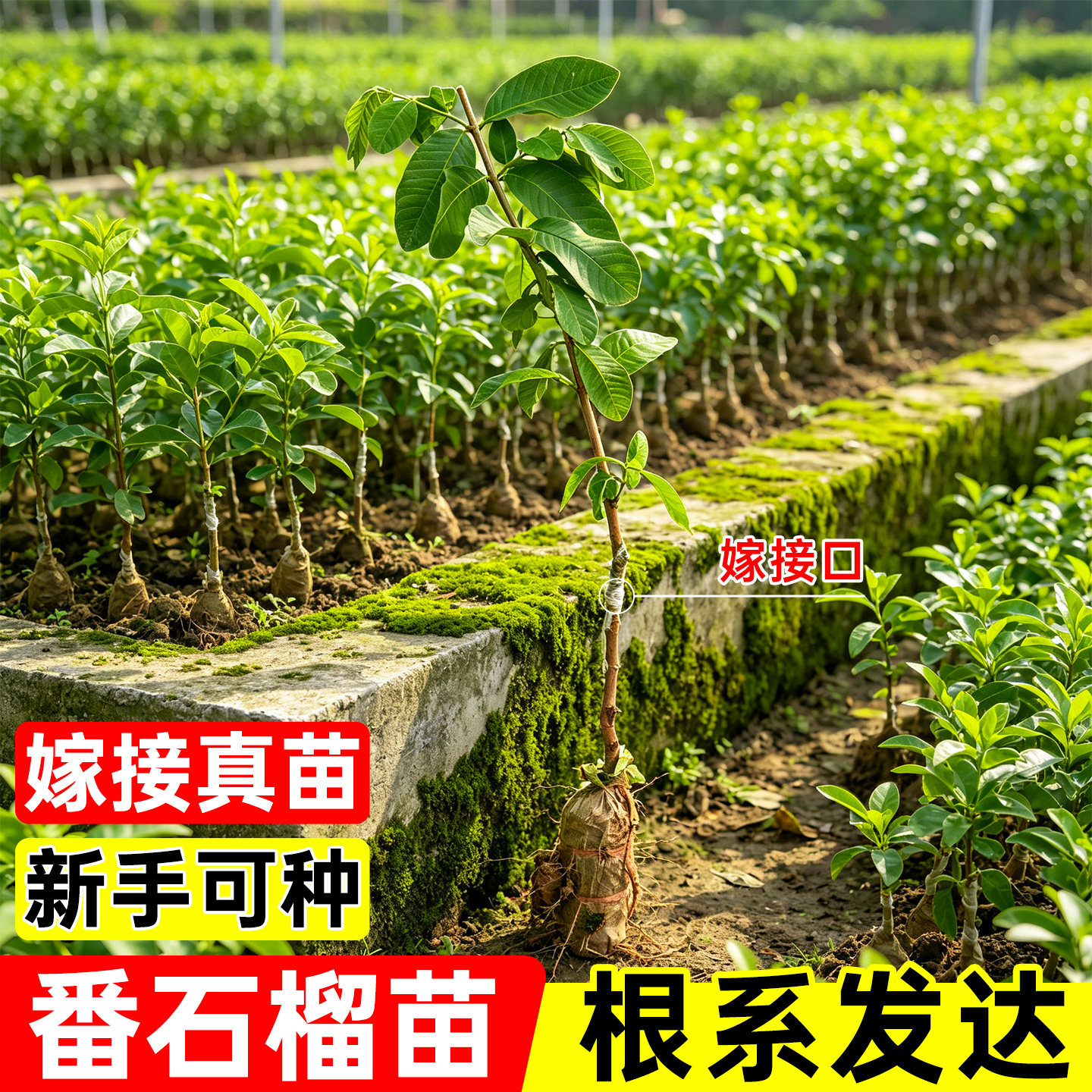 嫁接番石榴泥球苗正宗珍珠白心
