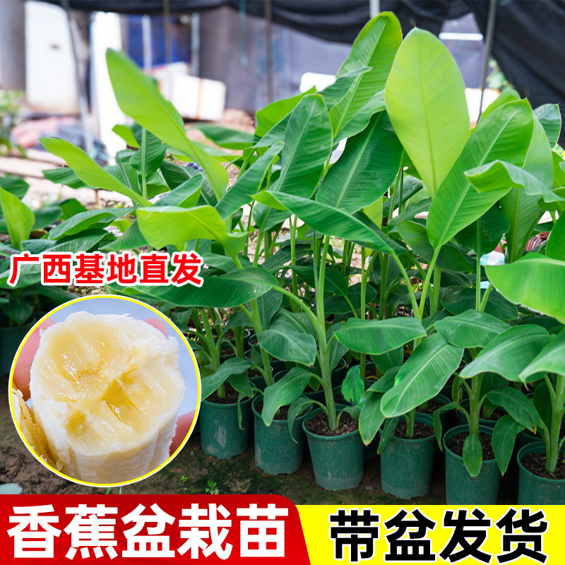广西香蕉树苗带盆发货庭院地栽
