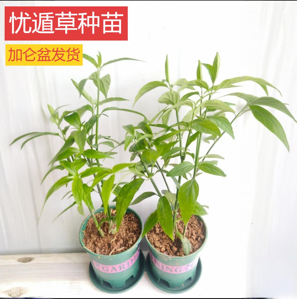 正宗忧遁草中草药树苗柔刺草青箭室内外盆栽地栽带盆发货药食两用