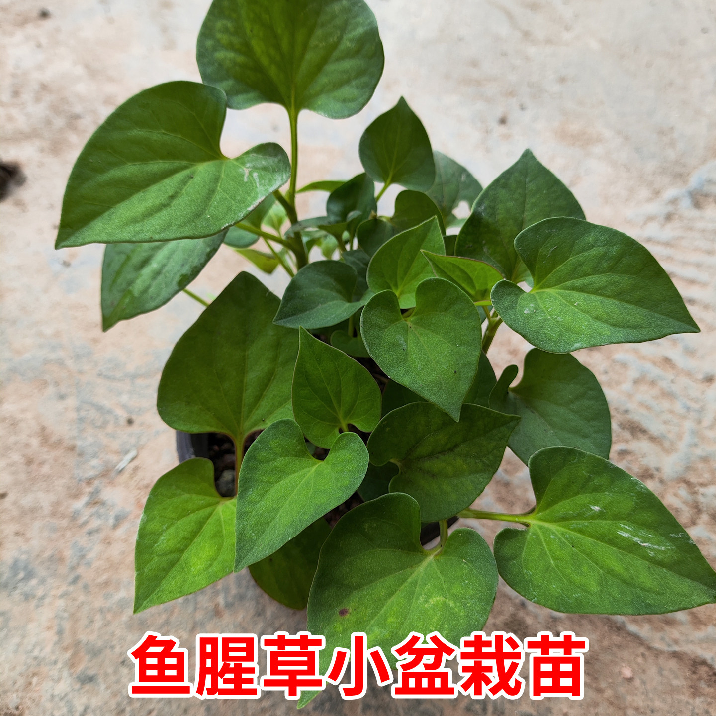 优质鱼腥草折耳根苗可食用带土