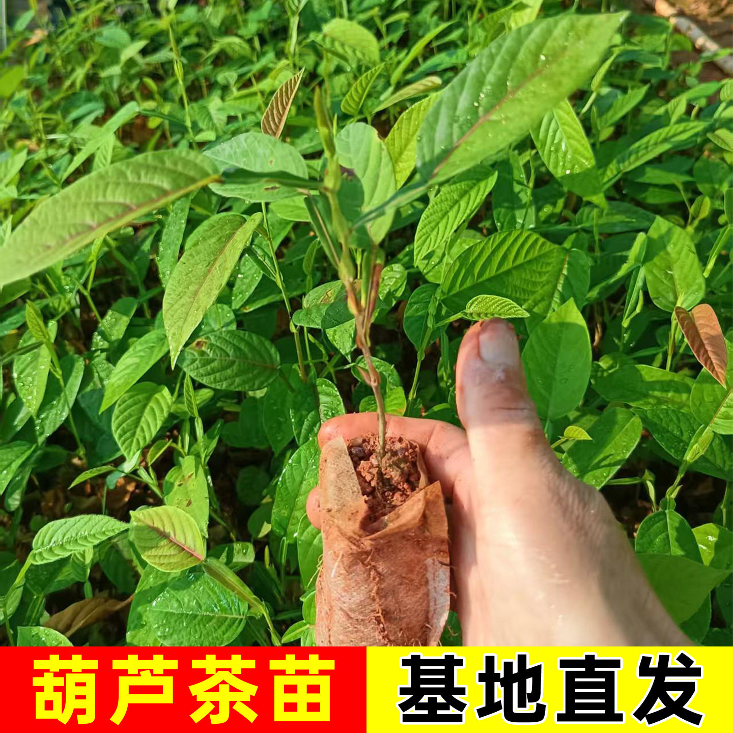 葫芦茶苗清热解暑下火凉茶中草药材药用花卉绿植物盆栽地栽种植苗