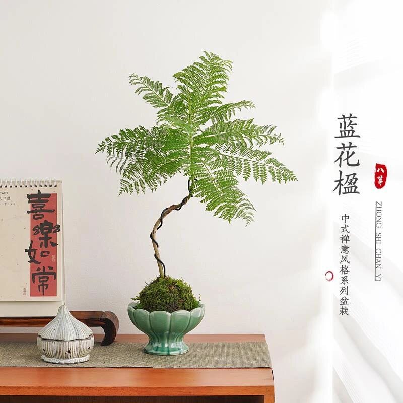 蓝花楹苔藓球桌面ins风办公室