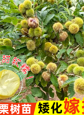 嫁接板栗树苗正宗大红袍板栗锥栗苗栗子树苗盆栽南北方种植带泥发