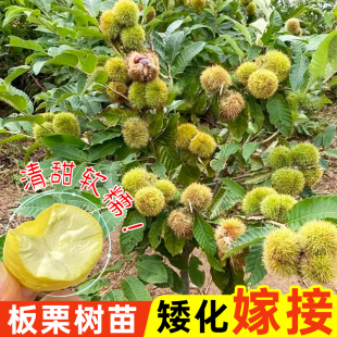 嫁接板栗树苗正宗大红袍板栗锥栗苗栗子树苗盆栽南北方种植带泥发