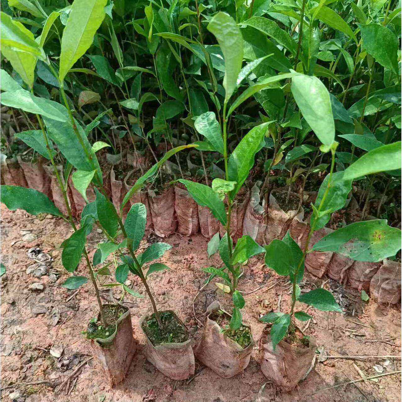 广西正宗白花牛奶根种苗中草药苗牛奶树牛乳木骨风木四季常春盆栽