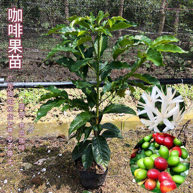咖啡果树苗云南卡迪姆咖啡果树苗四季盆栽苗庭院地栽树苗老桩直发