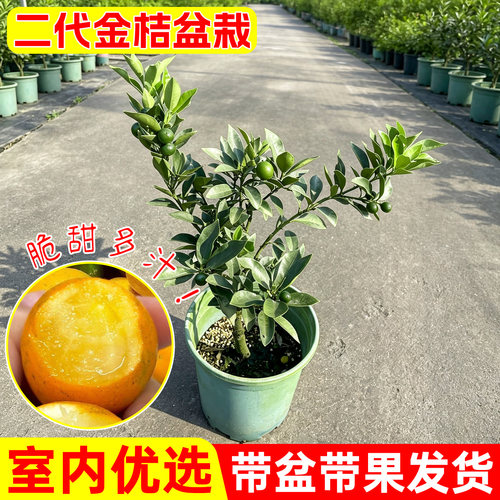 金桔树树苗第二代金桔带果盆栽可食用果树橘子树盆栽阳台果树果苗