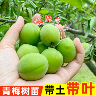 正宗青梅树苗嫁接清脆酸梅苗高产大果李子树苗南北方四季庭院种植