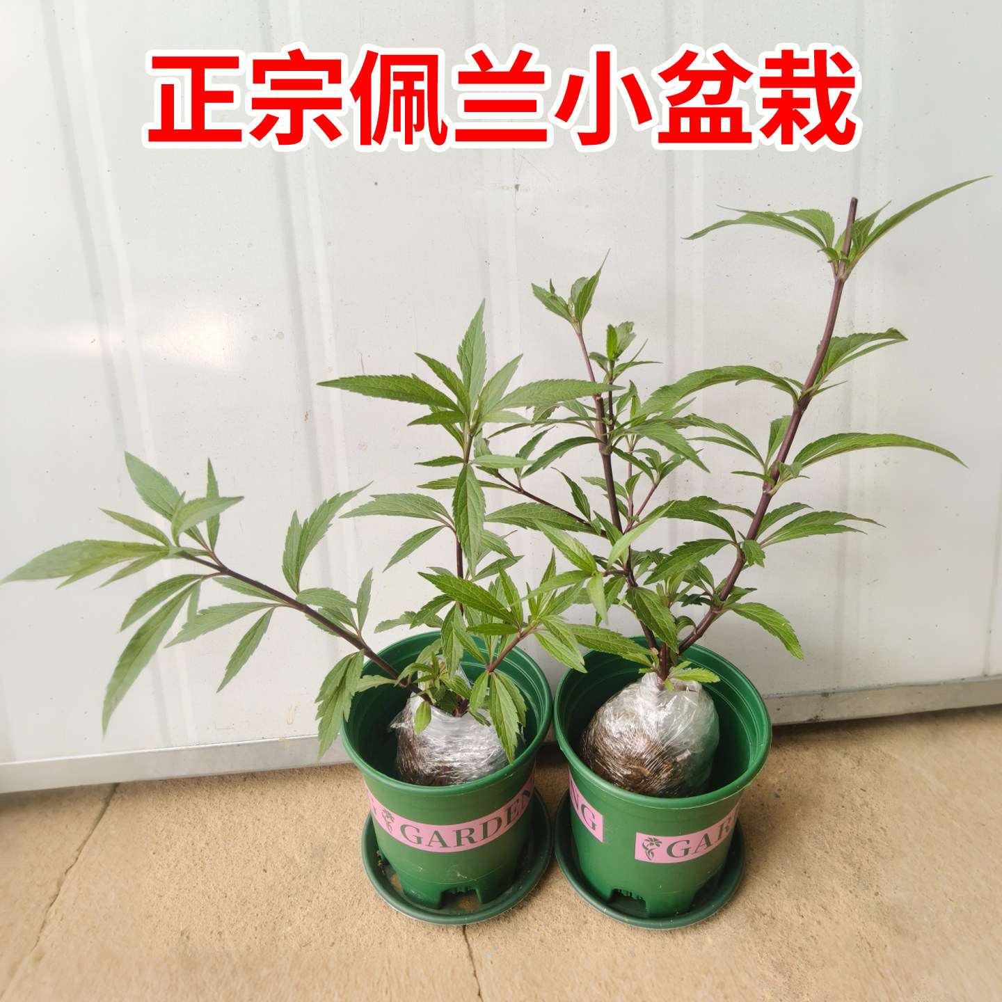 佩兰苗中草药苗伤力草可食用多年生佩兰盆栽香草植物水香阳台庭院