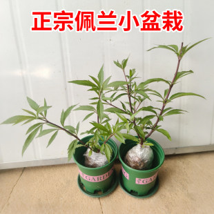 佩兰苗中草药苗伤力草可食用多年生佩兰盆栽香草植物水香阳台庭院