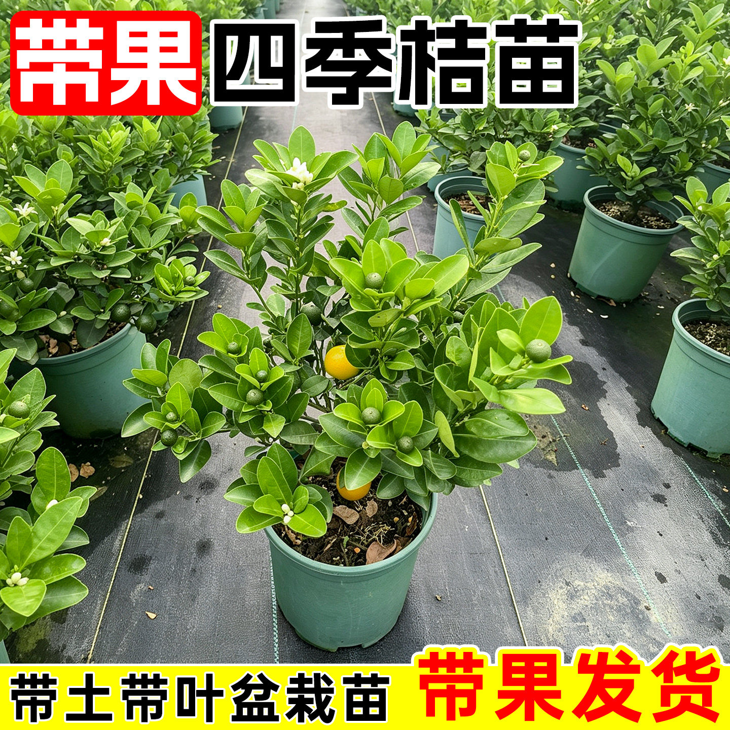 四季桔金桔树树苗盆栽苗年橘可食用四季橘子果树苗客厅室内外植物