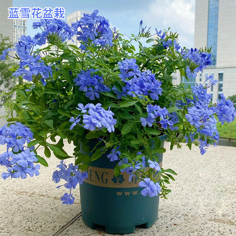 蓝雪花盆栽耐热好养易爆花适合阳台庭院种植特色花卉蓝雪花盆栽