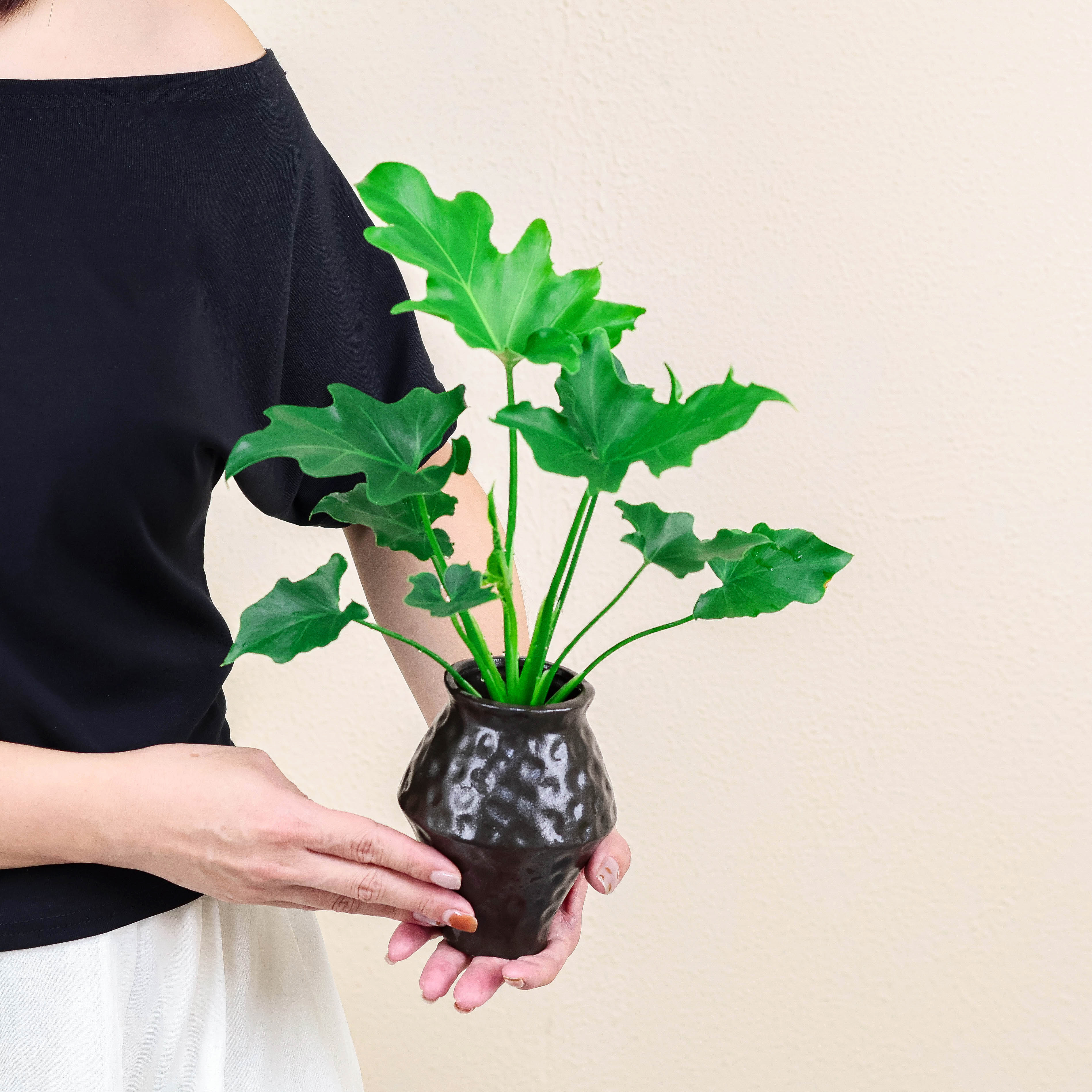 春羽盆栽办公室桌面绿植盆栽室内植物四季好养活电视柜旁绿植摆件