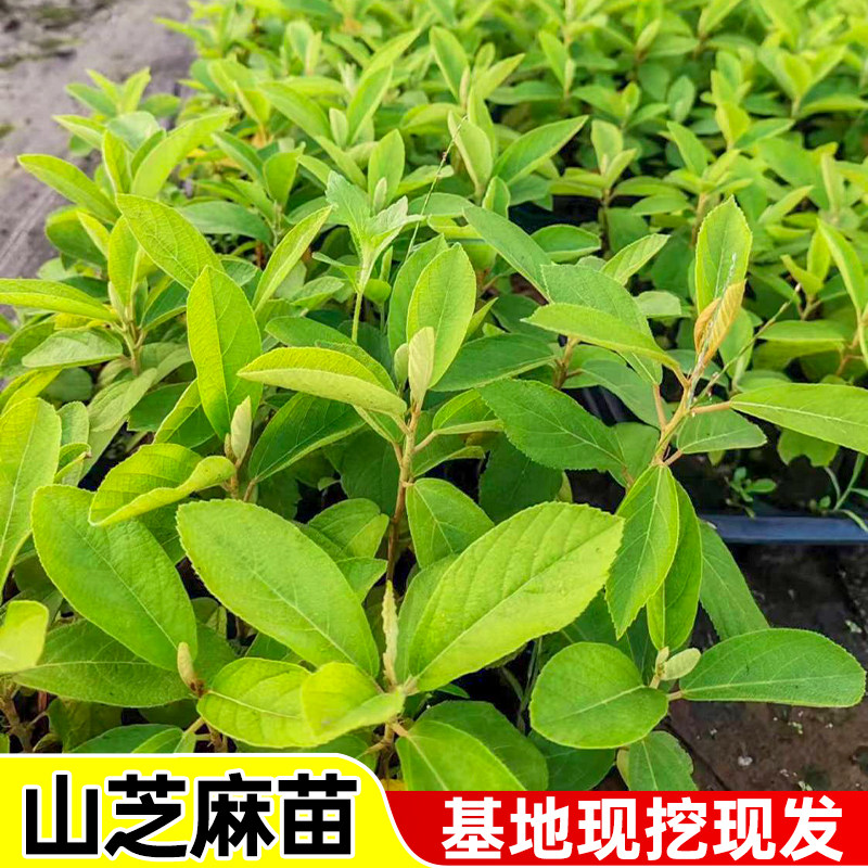 基地正宗山芝麻种苗山油麻野芝麻盆栽中药材苗原泥发货带土带叶发