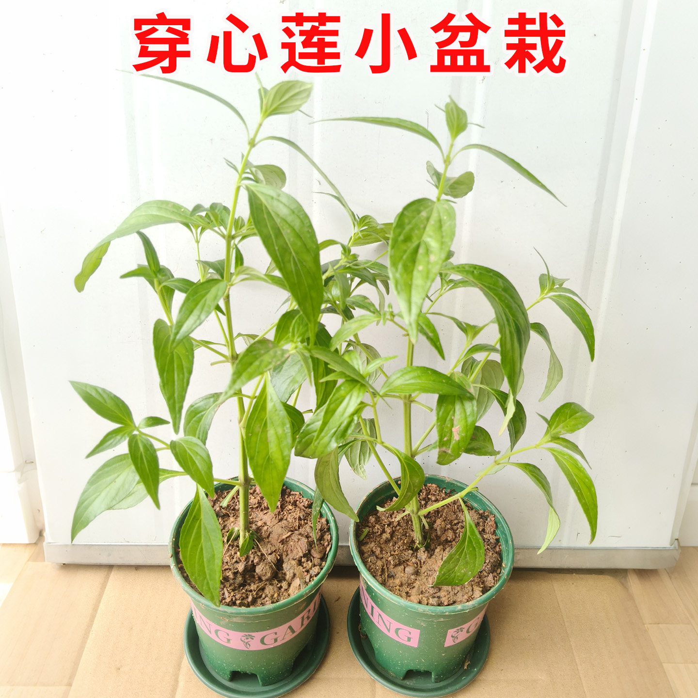 中草药苗穿心莲苗子春夏四季