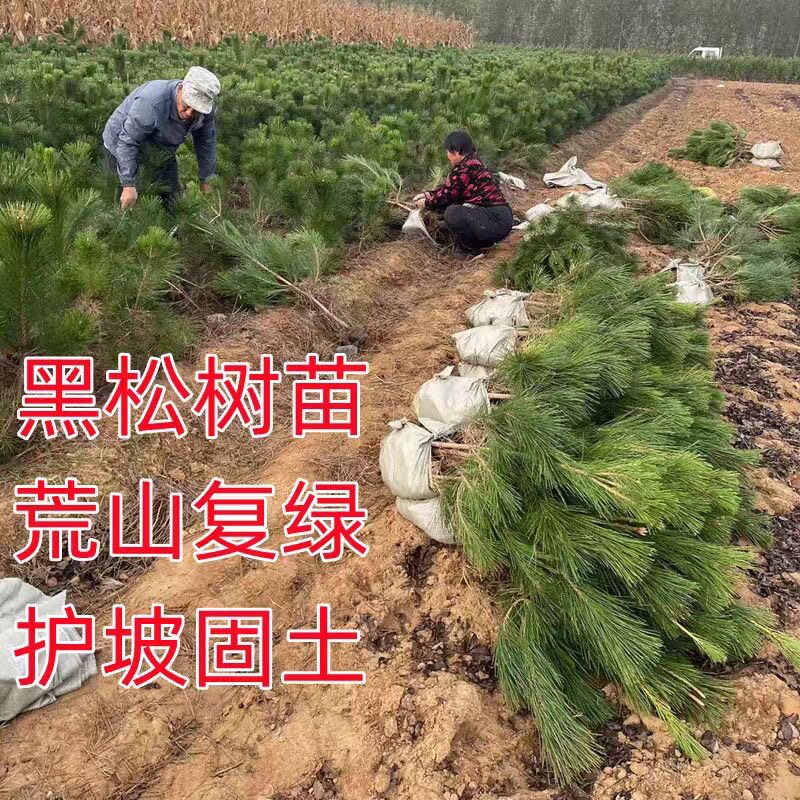 优质黑松苗黑松树苗庭院道路园林