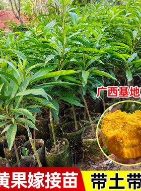 蛋黄果树苗带土带叶嫁接高产
