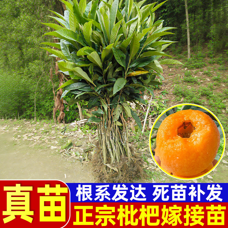 正宗大五星枇杷嫁接裸根果苗