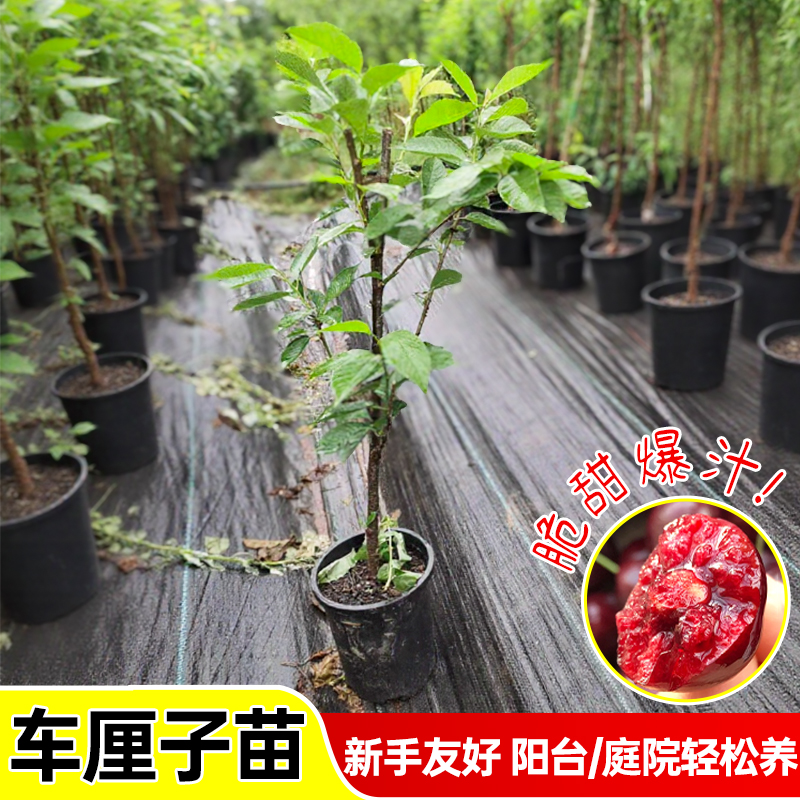 盆栽车厘子树苗樱桃树南方北方种植盆栽庭院果树矮化樱桃树大樱桃