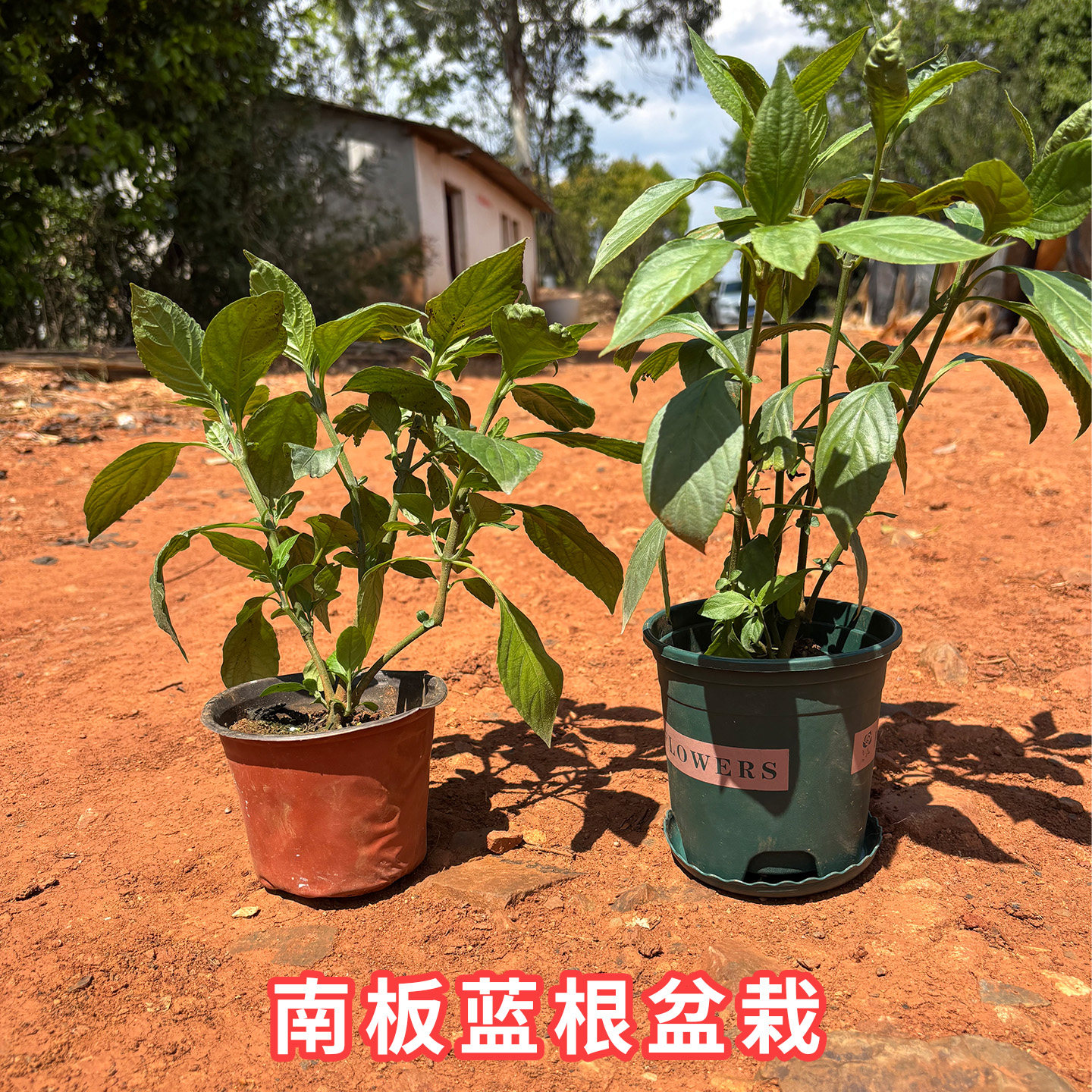 南板蓝根种植苗清热染靛蓝