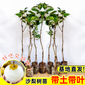 嫁接沙梨树苗庭院盆栽秋月梨果树苗山岭地栽南北方种植丰水梨果苗