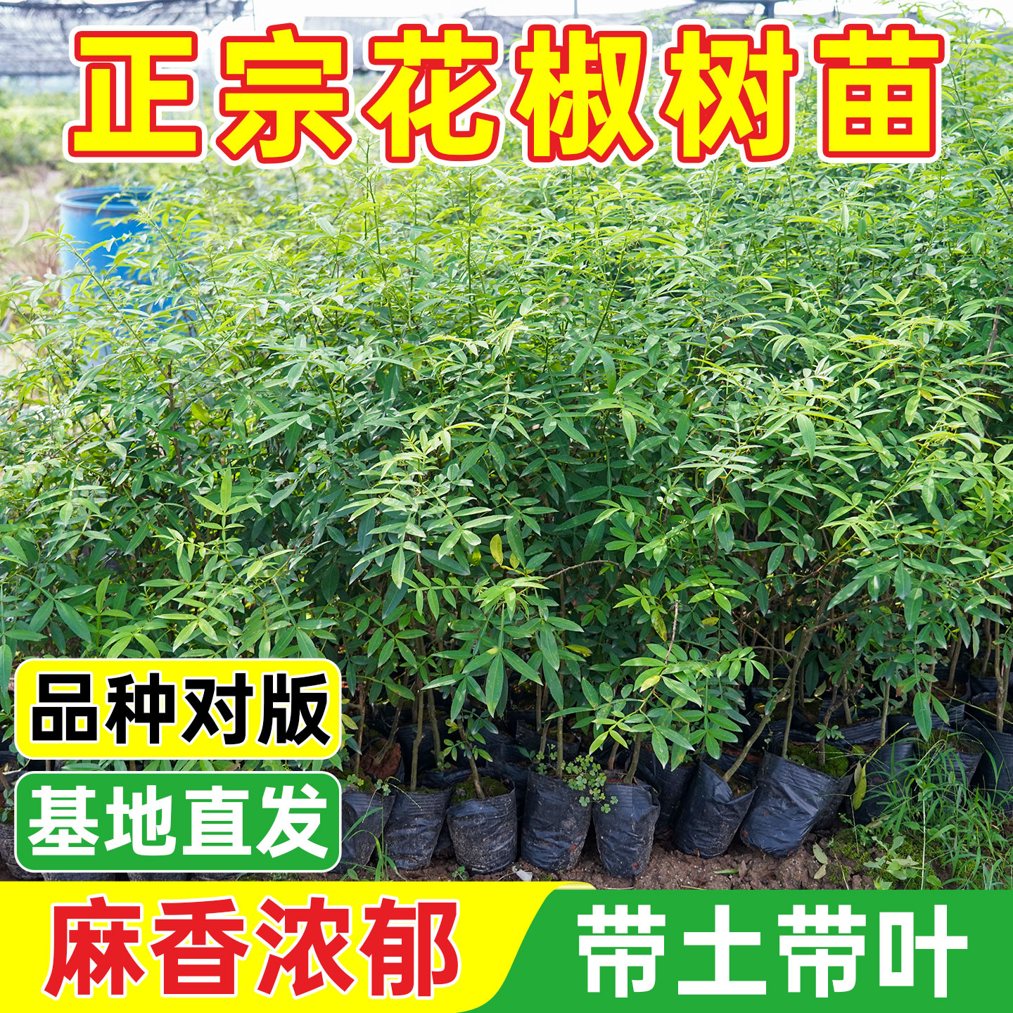 九叶青花椒树苗带土当年结果图片