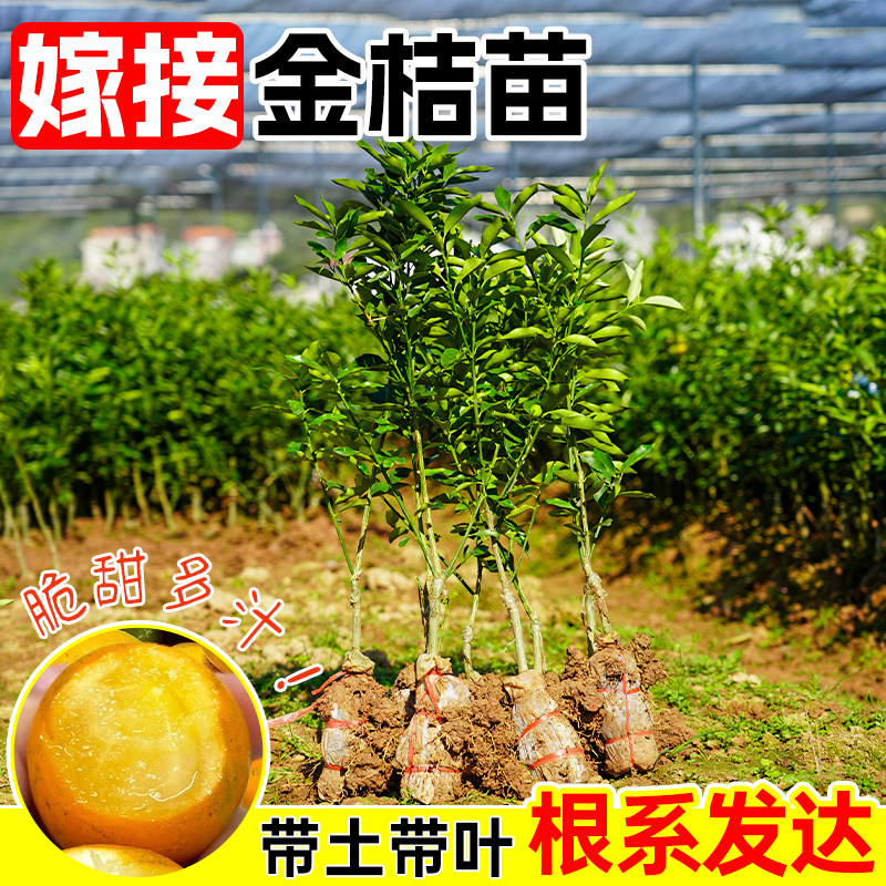 金桔盆栽树苗带果阳台庭院四季脆皮金桔南北方可种果树果室内植物