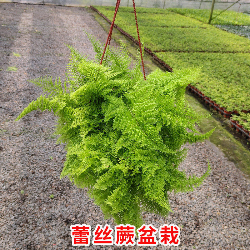 蕾丝蕨盆栽棉花糖肾蕨玛丽莎蕨类羽叶趣味装饰垂吊网红植物好养活