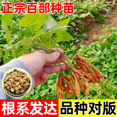 广西正宗百部苗良种大百部苗对叶百步根苗子中草药材红花九虫根苗