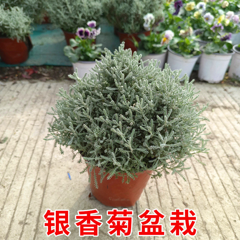银香菊盆栽耐寒耐热好养易活