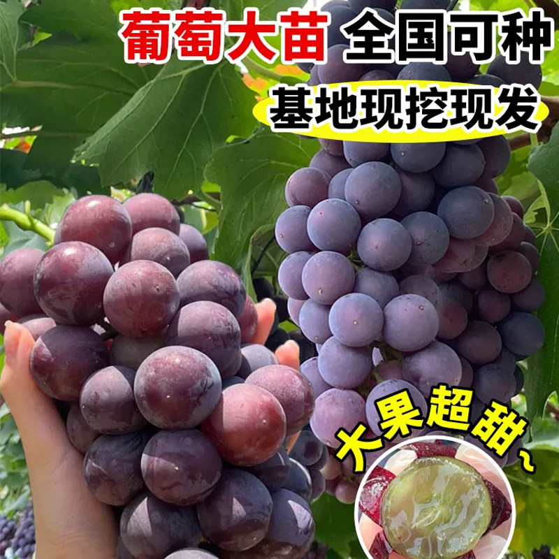 巨峰葡萄苗当年结果大果爬藤