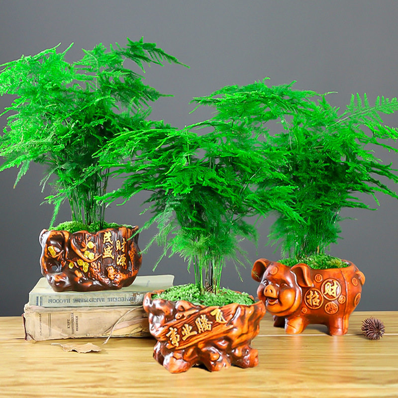 文竹盆栽盆景植物室内客厅花卉