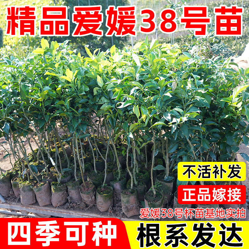 爱媛38号果冻橙树苗正宗橙子树苗带土带叶嫁接高产冰糖橙果树果苗