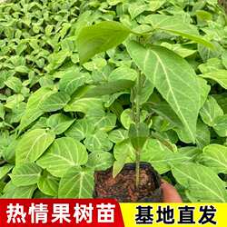 热情果苗纯甜不酸南方水果树苗庭院阳台盆栽地哥伦比亚热情果树苗