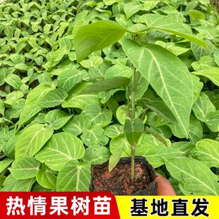 热情果苗纯甜不酸南方水果树苗庭院阳台盆栽地哥伦比亚热情果树苗