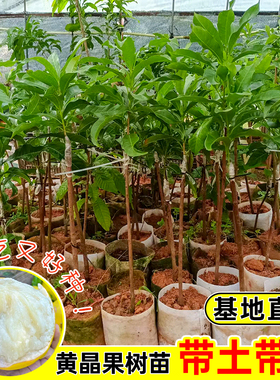 黄晶果树苗台湾冬蜜久大白金一号特大果嫁接果苗盆栽地栽带土带叶