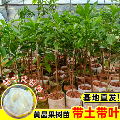 黄晶果台湾冬蜜白金一号久大果大