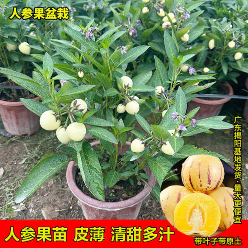 人参果苗当年结果茄瓜果盆栽人生果树仙桃苗正宗食用长寿果苗阳台