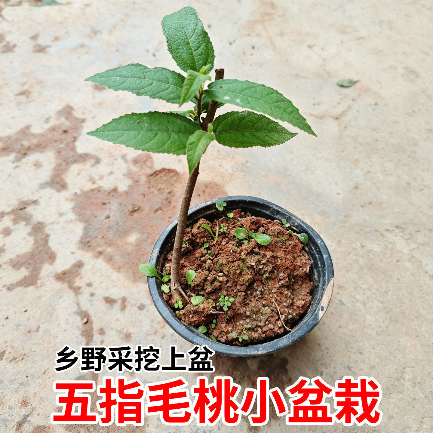 五指毛桃苗中草药种植正宗五叉虎树苗种子四季煲汤带土常绿易成活