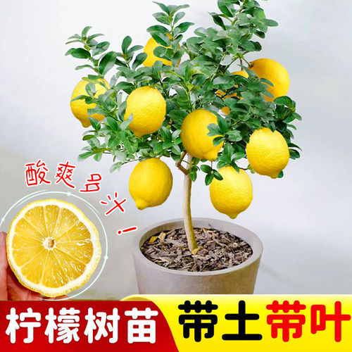 香水柠檬树苗带果大苗
