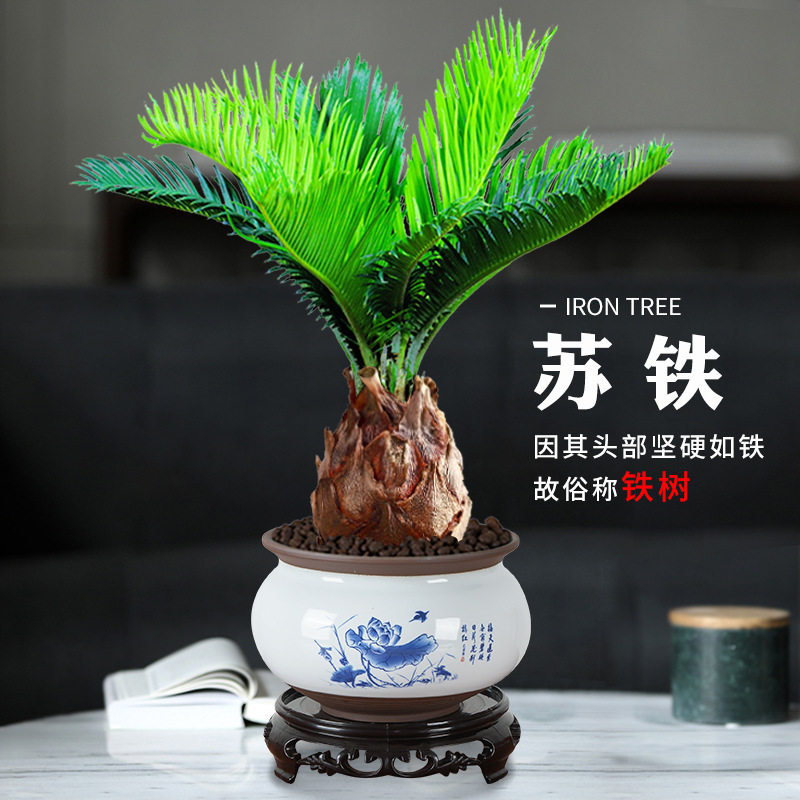 铁树盆景四季常青招财好养植