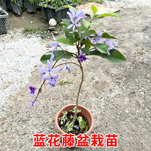 泰国兰花藤大叶阳台爬藤盆栽