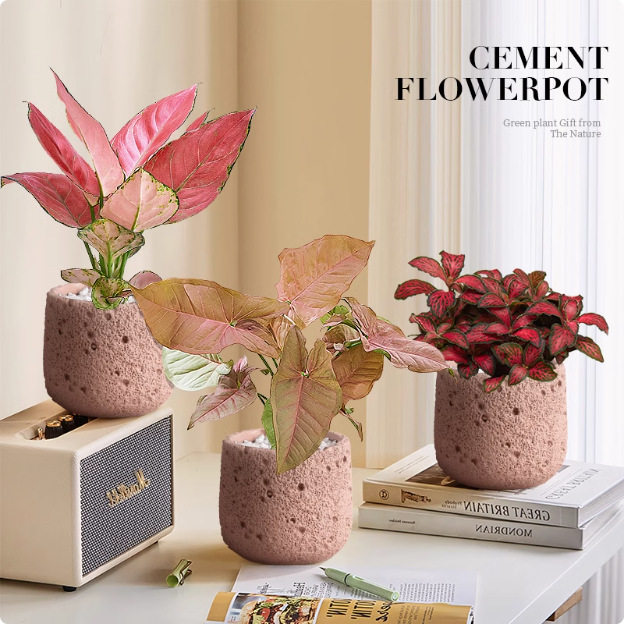 发财树盆栽室内植物办公室桌面摆件客厅招财绿植四季常青净化空气