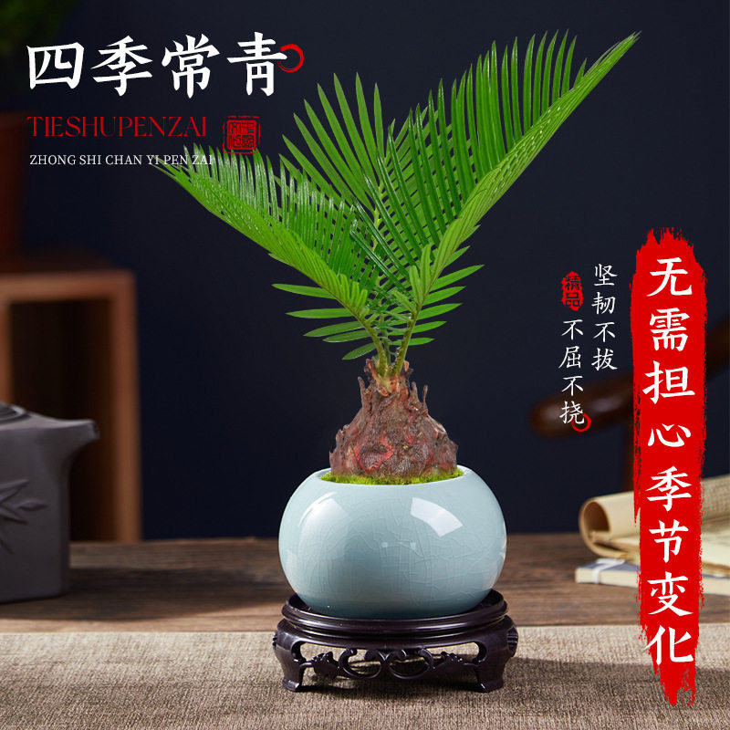 铁树盆栽植物室内好养花卉桌面小