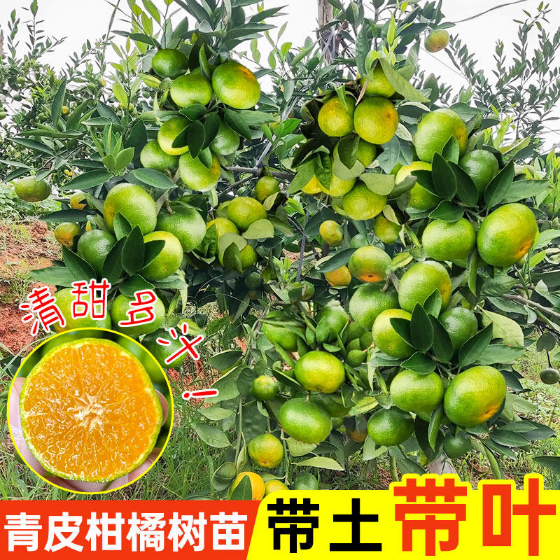 青皮柑橘树苗青皮蜜桔带土带叶盆栽地栽阳台南方北方种植当年结果