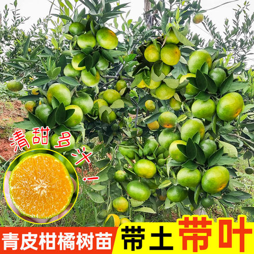 青皮柑橘树苗带土带叶包成活